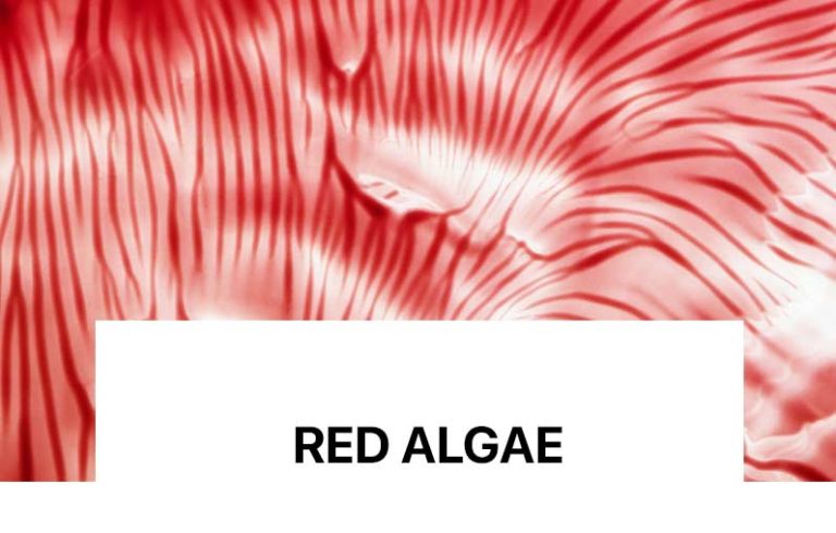 Ato krijojnë një mbulesë të padukshme mbi lëkurë, duke dhënë një efekt të menjëhershëm të tërheqjes për të siguruar një efekt lifting dhe për të zbutur të gjitha llojet e rrudhave dhe vijave të shprehjes.