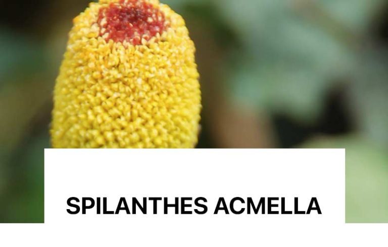 Rrit dinamizmin qelizor duke riorganizuar dhe forcuar fijet e kolagjenit për të përmirësuar densitetin dhe fortësinë e lëkurës.