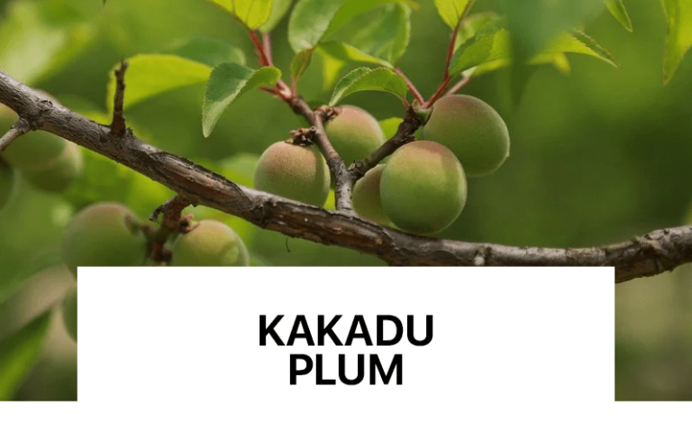 I njohur si burimi natyral më i pasur me vitaminë C, ka një efekt të fuqishëm antioksidues dhe parandalon plakjen e parakohshme, duke i dhënë lëkurës një pamje më të ndritshme, më të shëndetshme dhe më të njëtrajtshme.