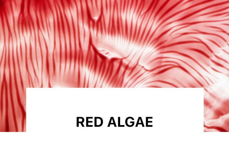 I japin fytyrës një efekt tendosjeje të menjëhershëm, duke ofruar një efekt lifting.